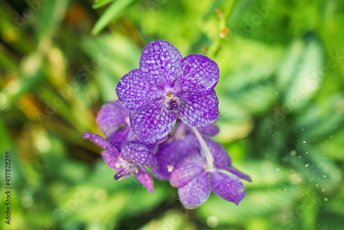 Small beautiful purple flowers with drops of water. Flower Vanda teres – type of orchids. Copy space.