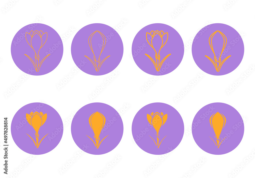 Crocus thick line, thing line and flat round icons isolated on white background. Crocus sativus. Saffron flowers pictogram for spice production, eco emblem, sticker or other. Vector illustration. Set.