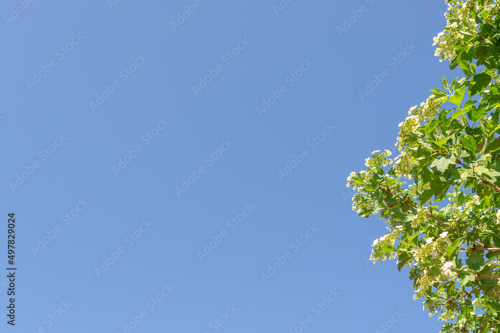 A branch with green leaves and fruits against a blue sky. A branch with green leaves and fruits against a blue sky.