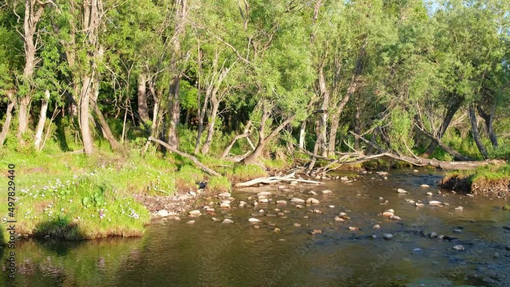 Video of Charysh river in the upper reaches in Altai mountains. Video of Charysh river in the upper reaches in Altai mountains.