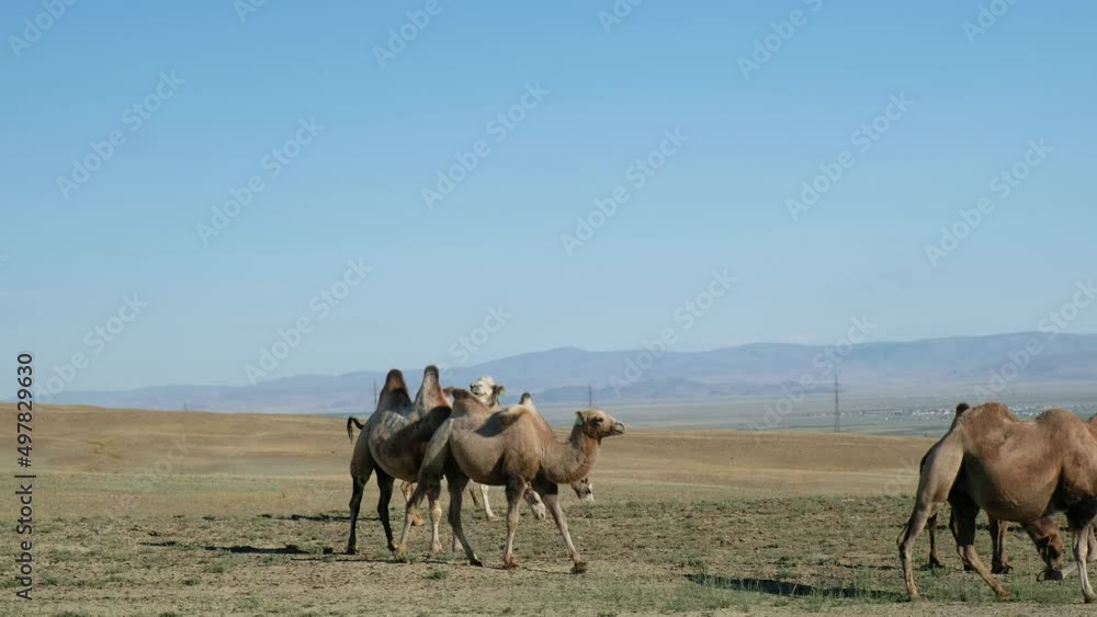 Bactrian camels graze in Altai desert pasture. Kosh-Agach higland intermountain valley. Bactrian camels graze in Altai desert pasture. Kosh-Agach higland intermountain valley.