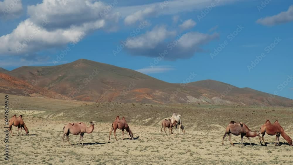 Bactrian camels graze in Altai desert pasture. Kosh-Agach higland intermountain valley. Bactrian camels graze in Altai desert pasture. Kosh-Agach higland intermountain valley.