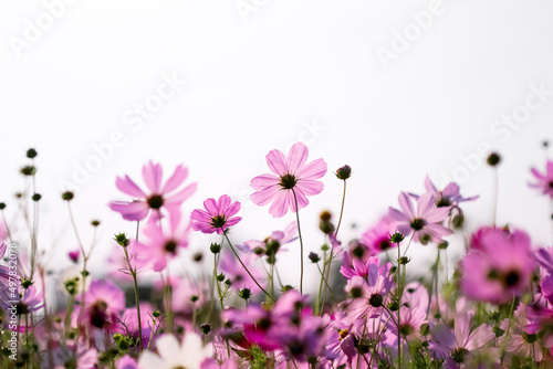 Pink cosmos bipinnatus flowers field on white sky background © Amphawan