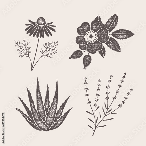 Botanicals set with grainy texture