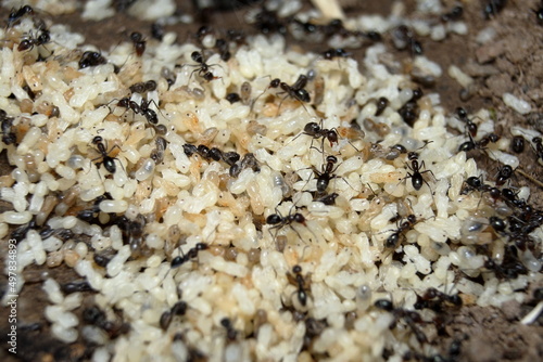 Ants, Small black with Pupa. photo