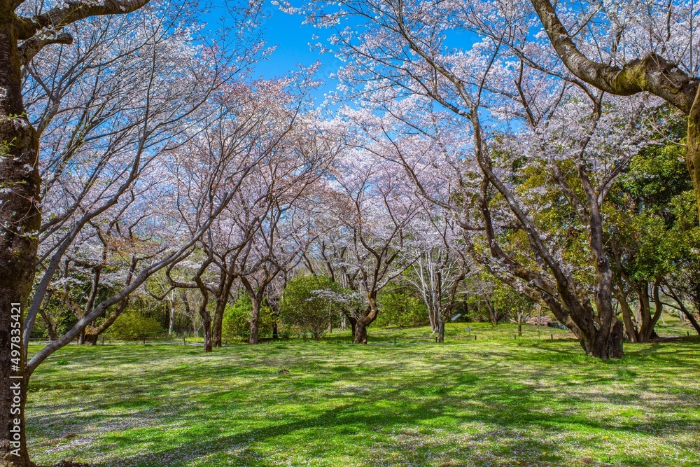 満開のソメイヨシノという美しい桜