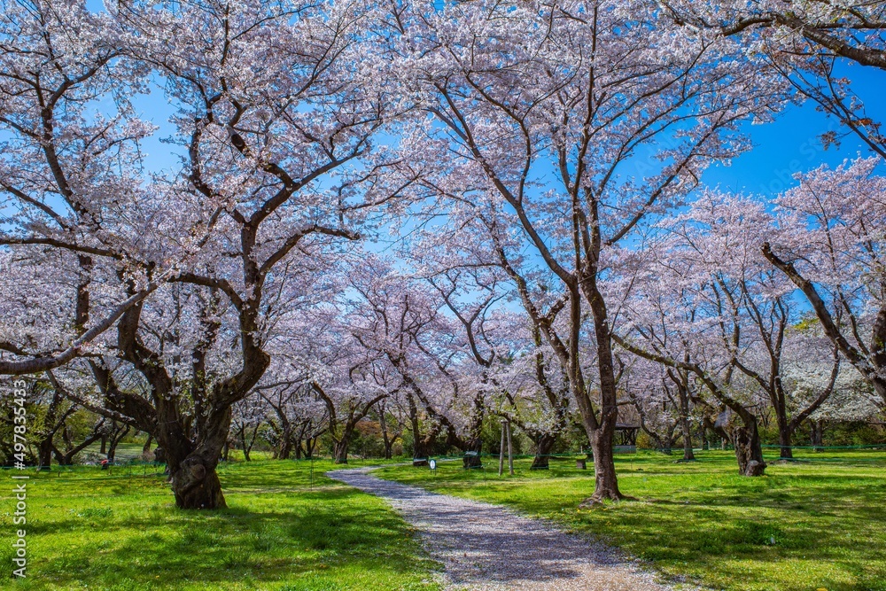 満開のソメイヨシノという美しい桜