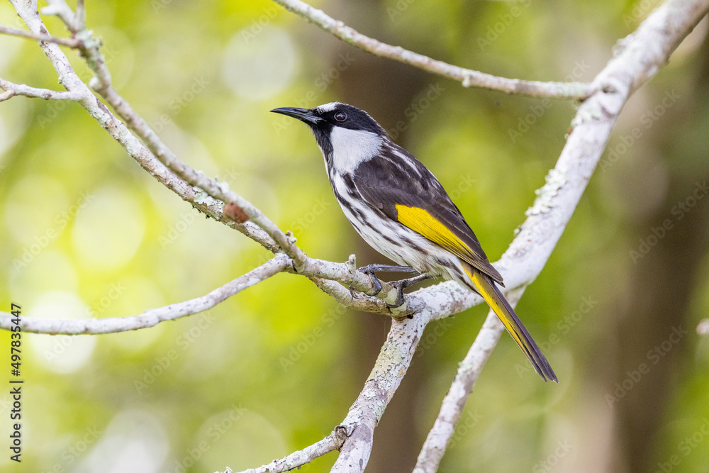 White-cheeked Honeyeater in Queensland Australia White-cheeked Honeyeater in Queensland Australia