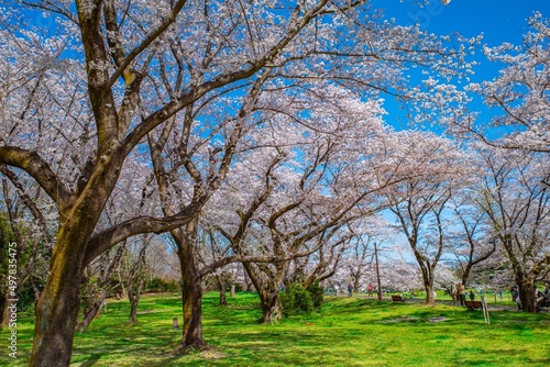 満開のソメイヨシノという美しい桜 © 周平 大竹