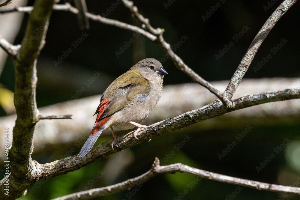 Red-browed Finch in Queensland Australia Red-browed Finch in Queensland Australia