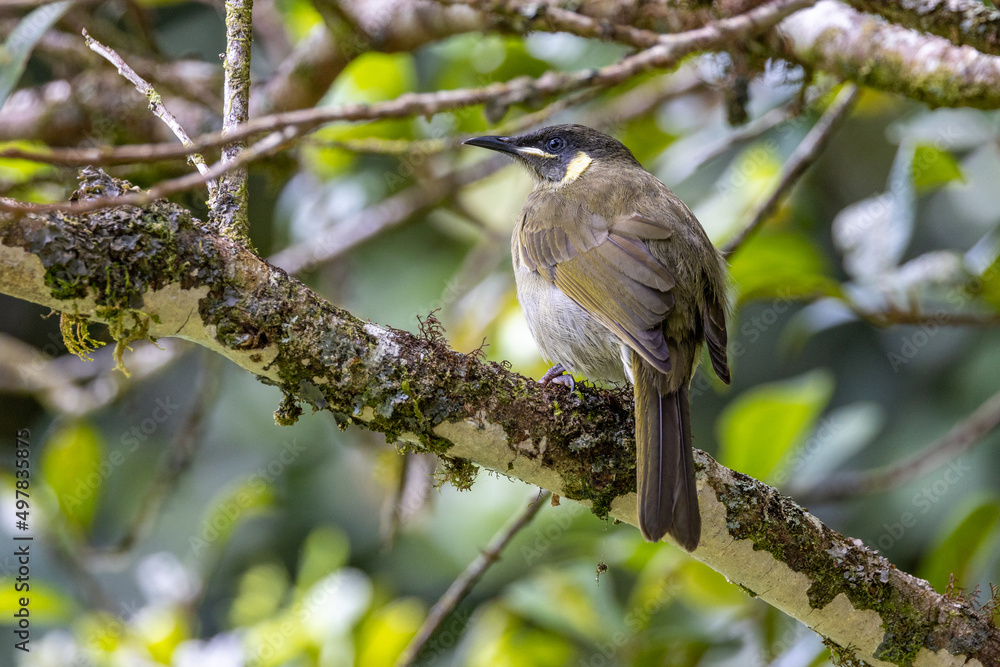 Lewin's Honeyeater in Queensland Australia Lewin's Honeyeater in Queensland Australia
