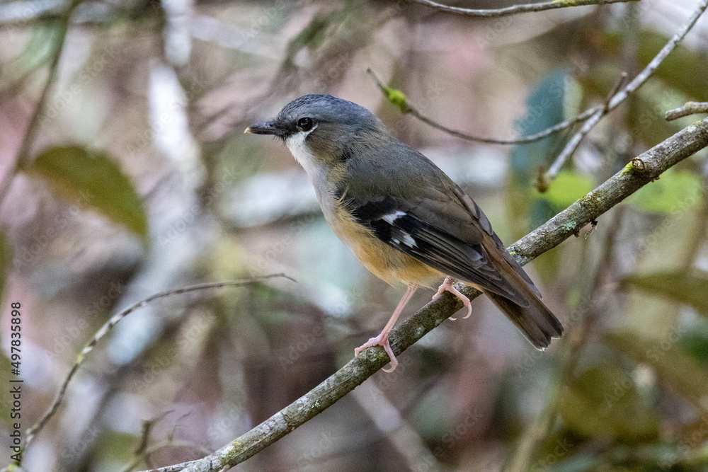 Grey-headed Robin in Queensland Australia Grey-headed Robin in Queensland Australia