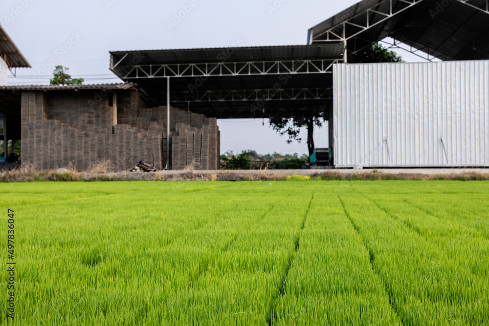 Production industry for planting rice plants in trays for planting,Modern method of rice planting.