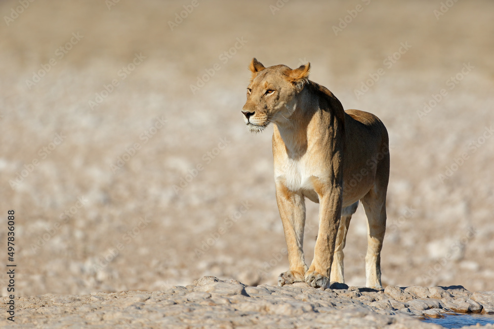 A lioness (Panthera leo) at a waterhole, Etosha National Park, Namibia. A lioness (Panthera leo) at a waterhole, Etosha National Park, Namibia.