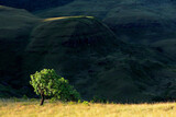 Scenic drakensberg landscape with a tree in grassland in late afternoon light, South Africa.