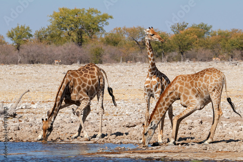 Bild auf Leinwand Giraffes (Giraffa camelopardalis) drinking water, Etosha National Park, Namibia