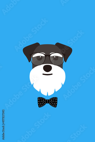 Gentlemen dog wear glasses and bowknot like a man, Fashion portrait of dog, schnauzer