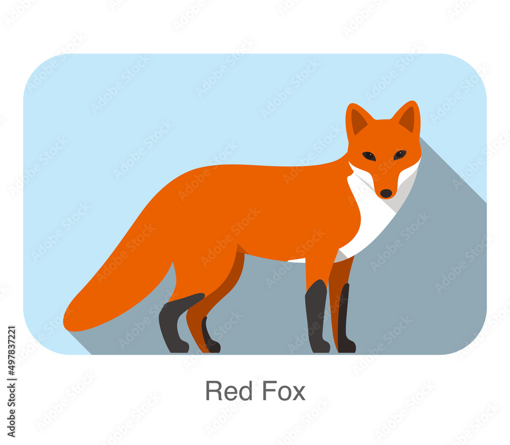 Obraz premium Red fox walking, watch you