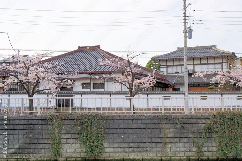 Obraz premium 桜のある風景