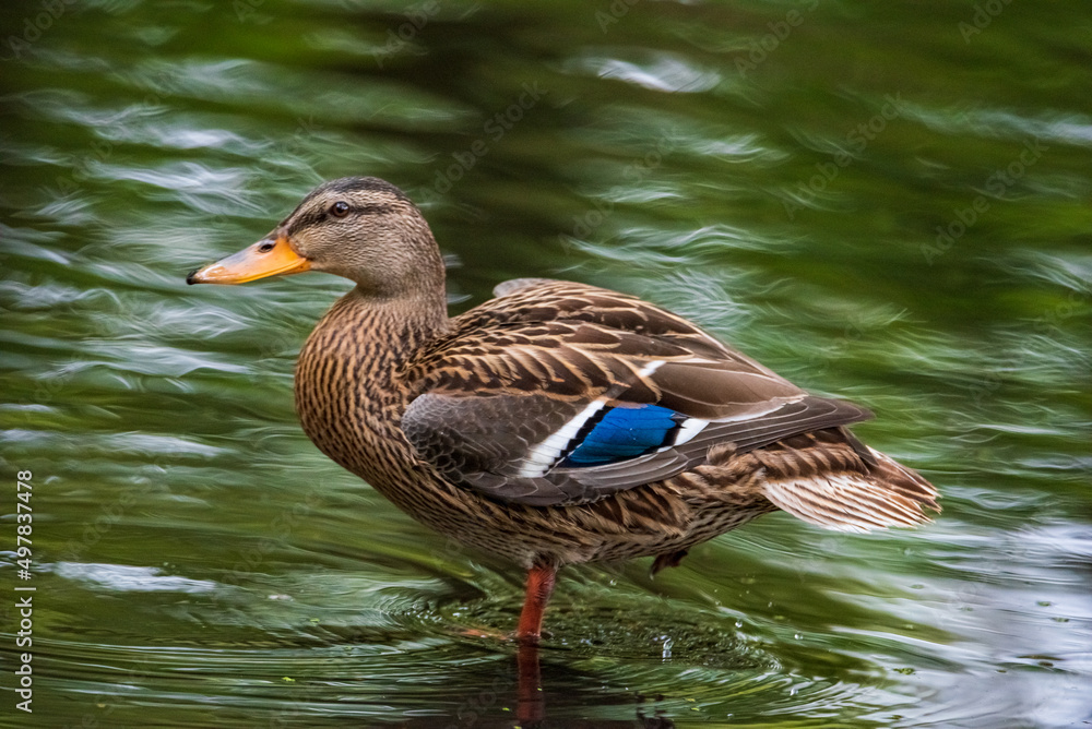 Very close-up portrait of a duck on the water of the emerald water of a lake. Very close-up portrait of a duck on the water of the emerald water of a lake.