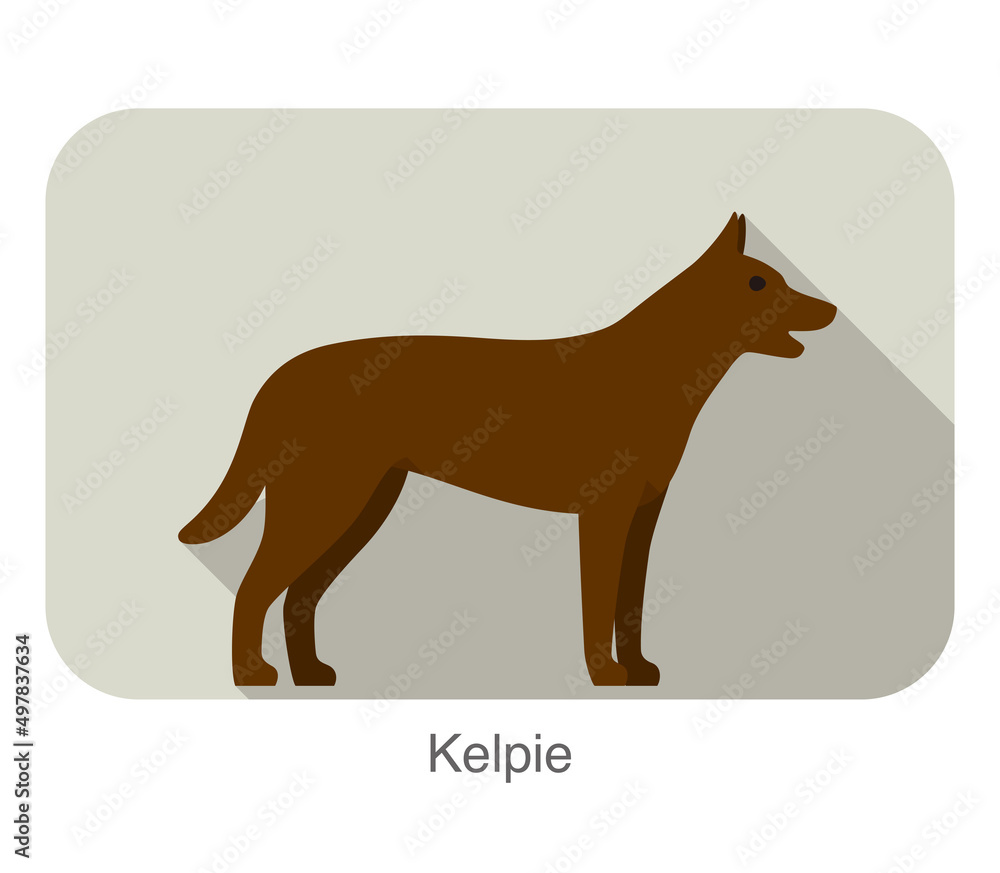 Kelpie dog standing side, walking, dog breed series Kelpie dog standing side, walking, dog breed series
