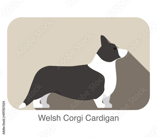 Welsh corgi cardigan standing on the ground, dog breed series