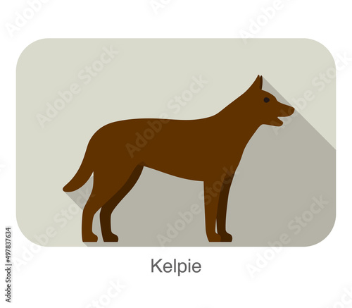Kelpie dog standing side, walking, dog breed series