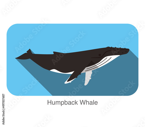 Humpback Whales swimming in the sea  animal flat icon