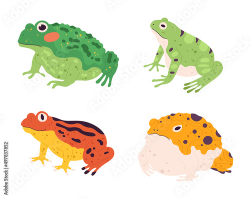 Frog set. Tropical colorful animals. Different fauna characters of wildlife or nature. Exotic green, yellow and orange amphibians