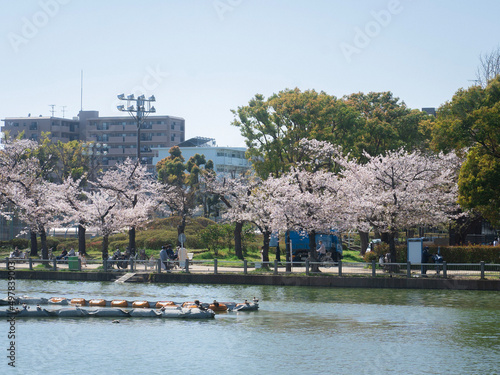 Cherry blossom trees and lake in the park 
公園の桜並木と湖