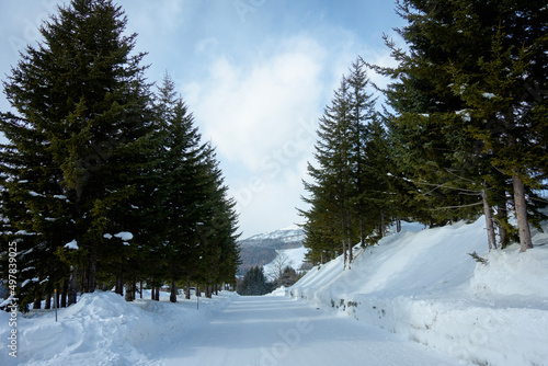 Snowy road covered in forest on both sides 
両脇を森林に覆われた雪道