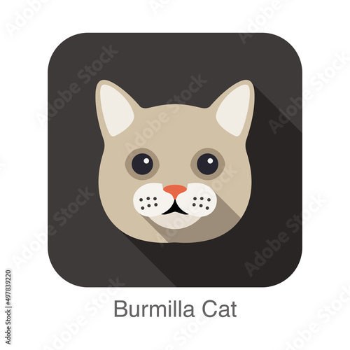Fotografía Burmilla Cat, Cat breed face cartoon flat icon design