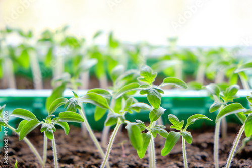 Sprouted seedlings, preparation for summer dacha season, growing vegetable plants. © freeman83