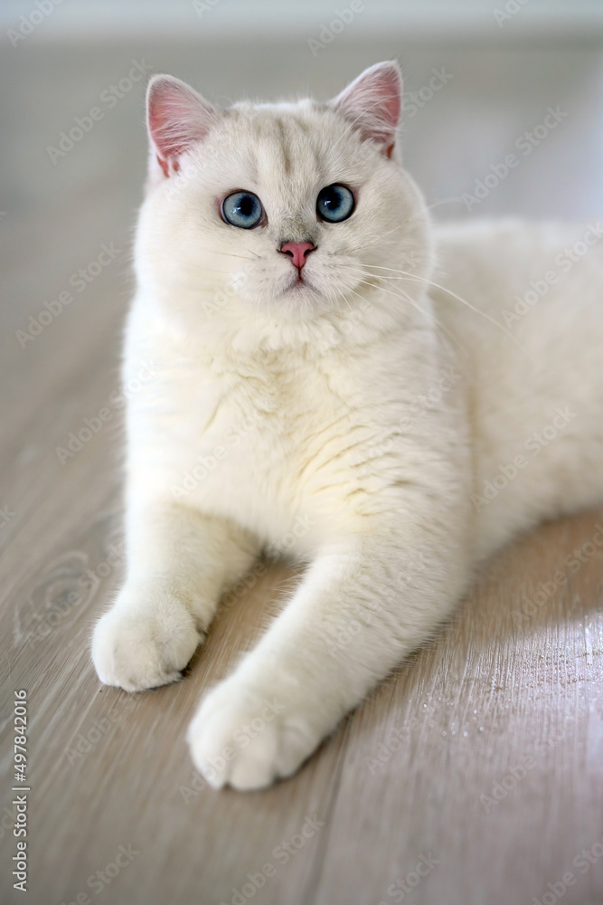 Handsome young cat sits in a lying position and looks up. View from above, silver British Shorthair cat, beautiful big blue eyes, white contest-grade cat sitting comfortably on the floor in the house.