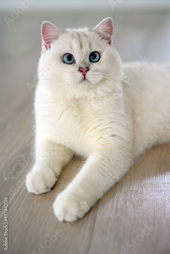 Handsome young cat sits in a lying position and looks up. View from above, silver British Shorthair cat, beautiful big blue eyes, white contest-grade cat sitting comfortably on the floor in the house.