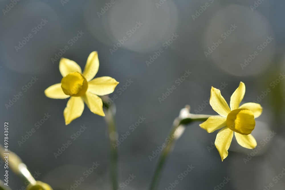 Fototapeta premium yellow daffodil flowers