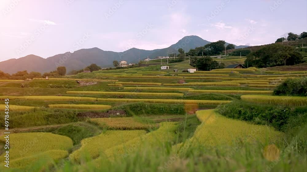 夕日に輝く棚田の風景 夕日に輝く棚田の風景