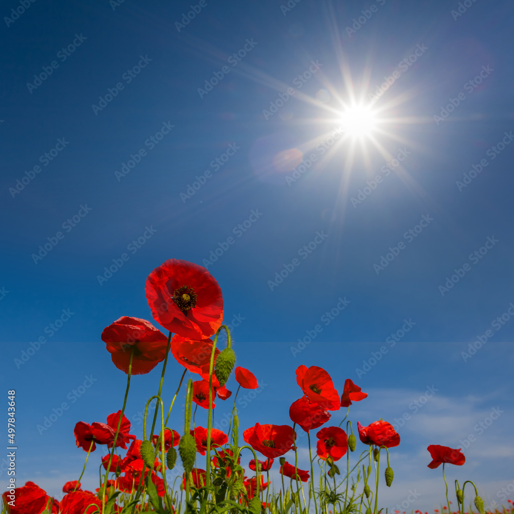 Obraz premium red poppy flower on blue sky background under a sparkle sun, summer wild flower scene