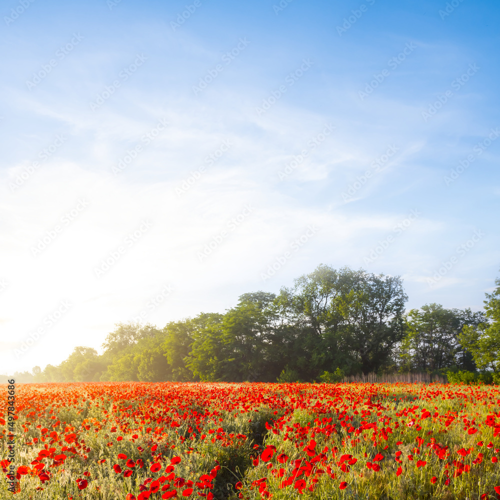prairie with red poppy flowers at the early morning