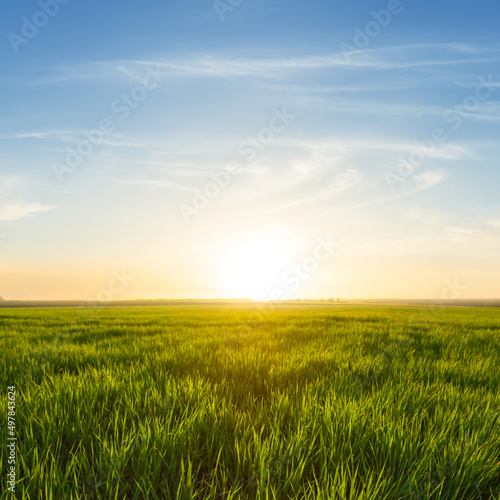 green summer rural field  at the sunset  countryside agricultural natural landscape