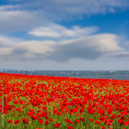 prairie with red poppy flowers under cloudy sky