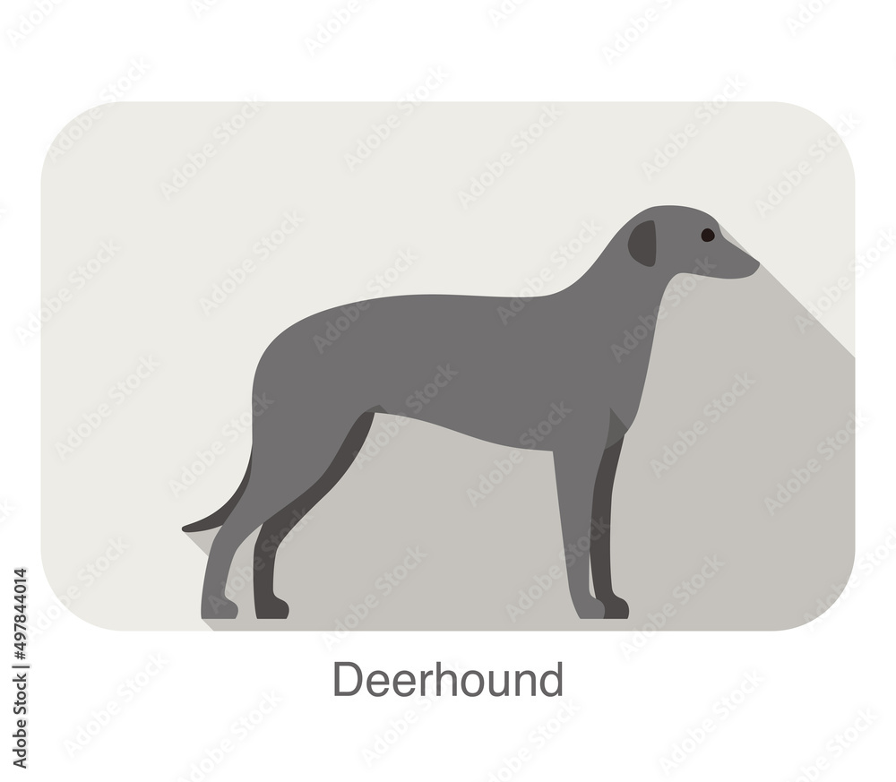 deerhound standing an watching, flat icon design, vector illustration deerhound standing an watching, flat icon design, vector illustration
