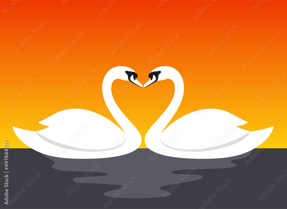 Couple swan lovers face to face vector illustration Couple swan lovers face to face vector illustration