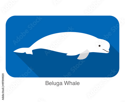 Beluga whale swimming in the water, flat icon, vector illustration