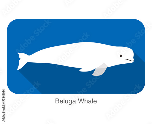 Beluga whale swimming in the water, flat icon, vector illustration