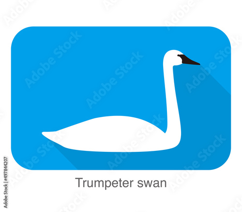 trumpeter swan, cartoon flat icon vector illustration