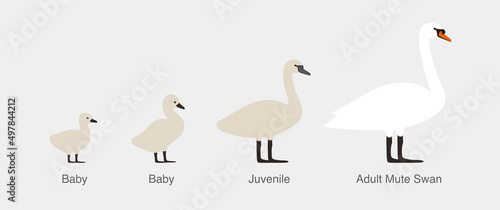 mute swan, from baby to adult swan in a row, vector illustration