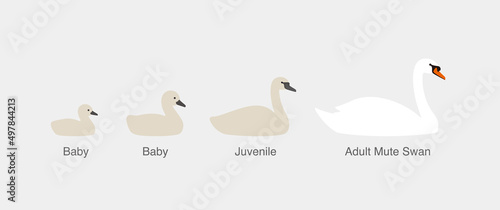 Fototapeta Naklejka Na Ścianę i Meble -  mute swan, from baby to adult swan in a row, vector illustration