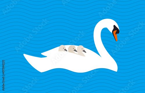 Fototapeta Naklejka Na Ścianę i Meble -  swan baby on the back of mother in the lake, vector illustration