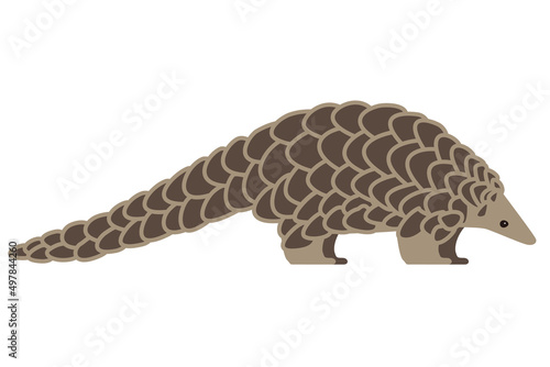 pangolin walking and searching, side view, vector illustration photo